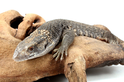 Savannah Monitor