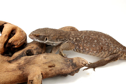Savannah Monitor