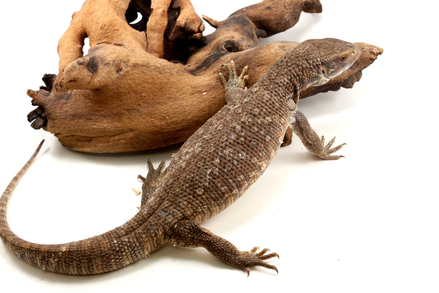 Savannah Monitor