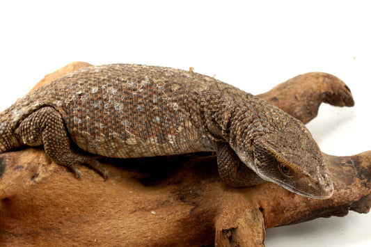 Savannah Monitor