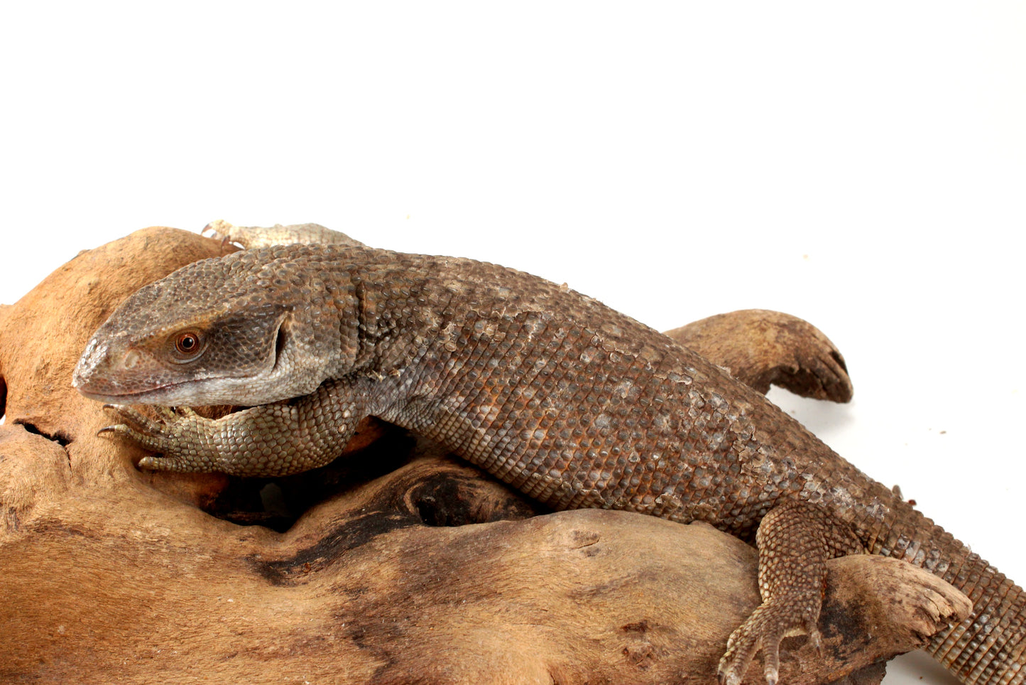 Savannah Monitor