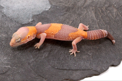 Amel Fat Tail Gecko