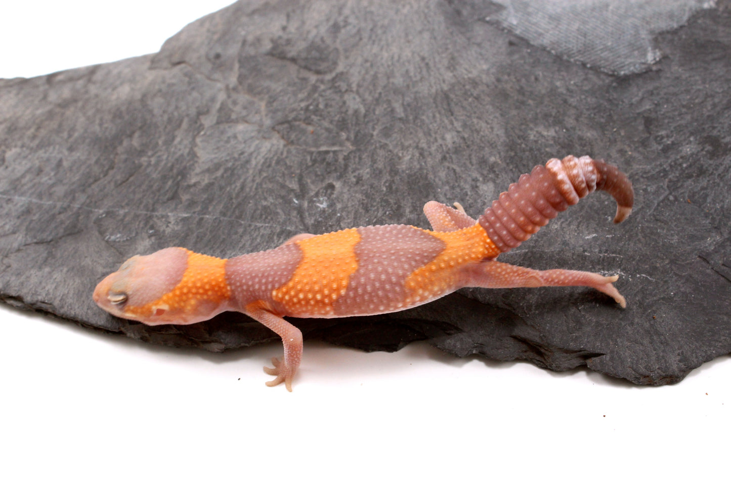 Amel Fat Tail Gecko