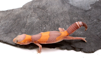 Amel Fat Tail Gecko