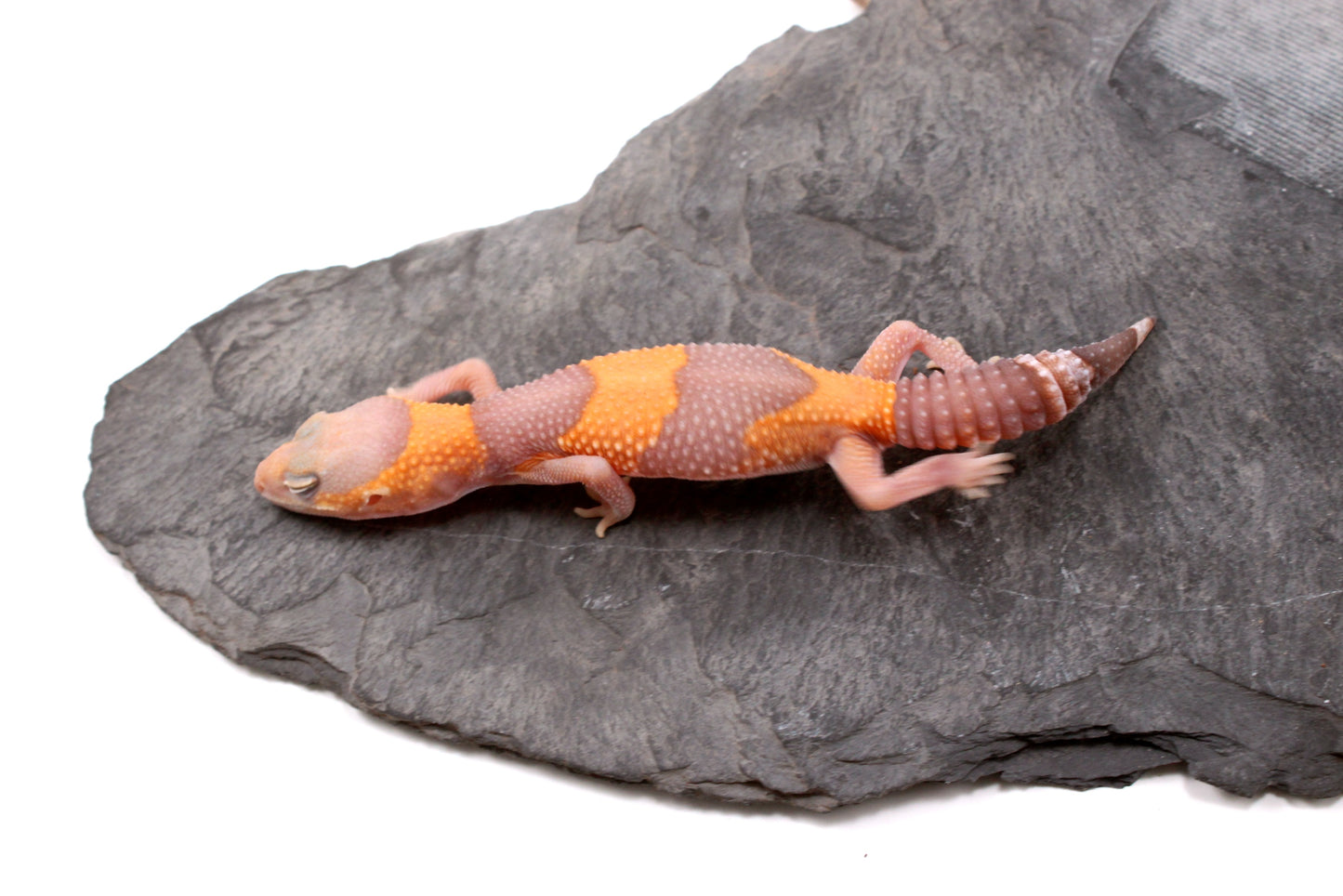 Amel Fat Tail Gecko