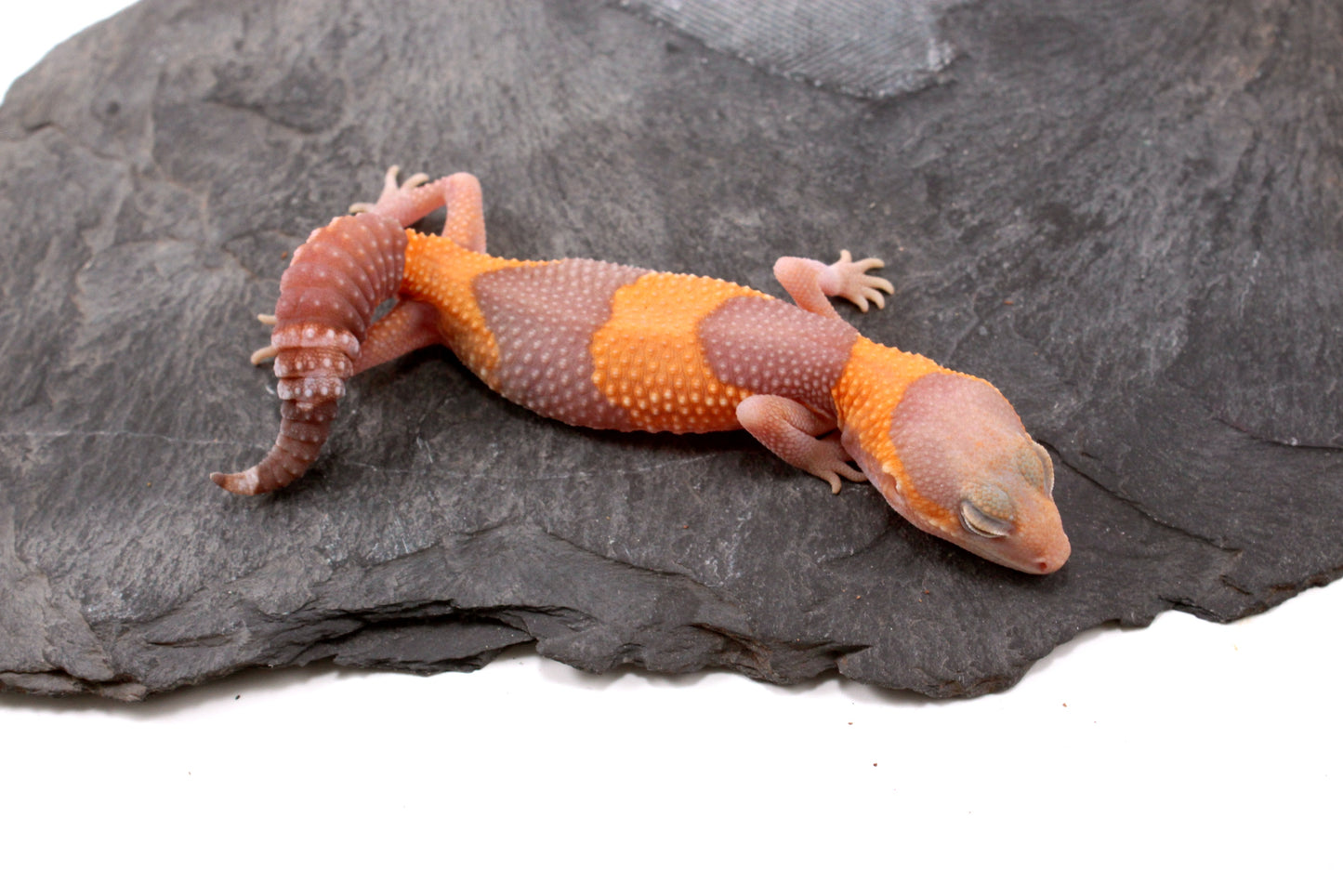 Amel Fat Tail Gecko