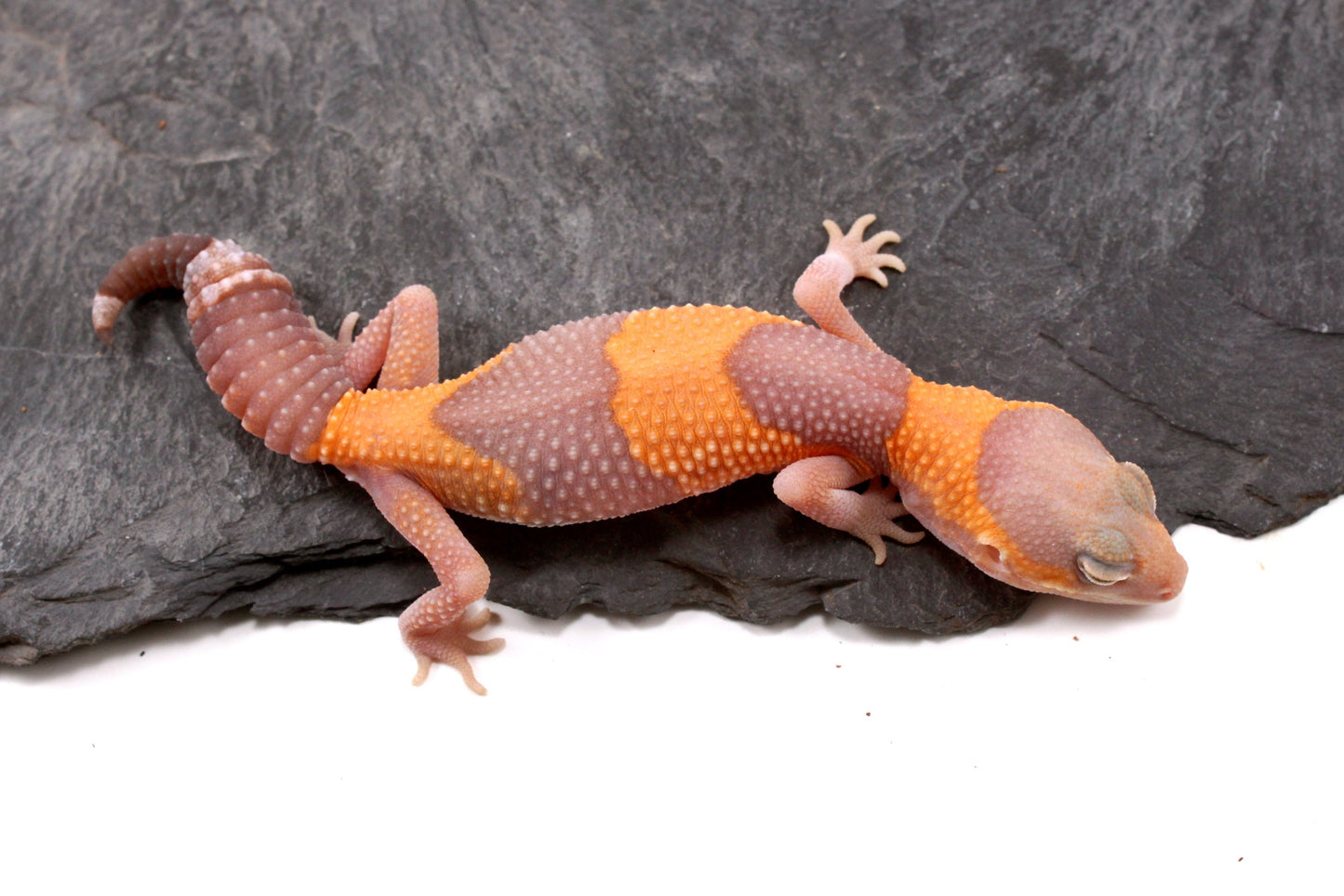 Amel Fat Tail Gecko