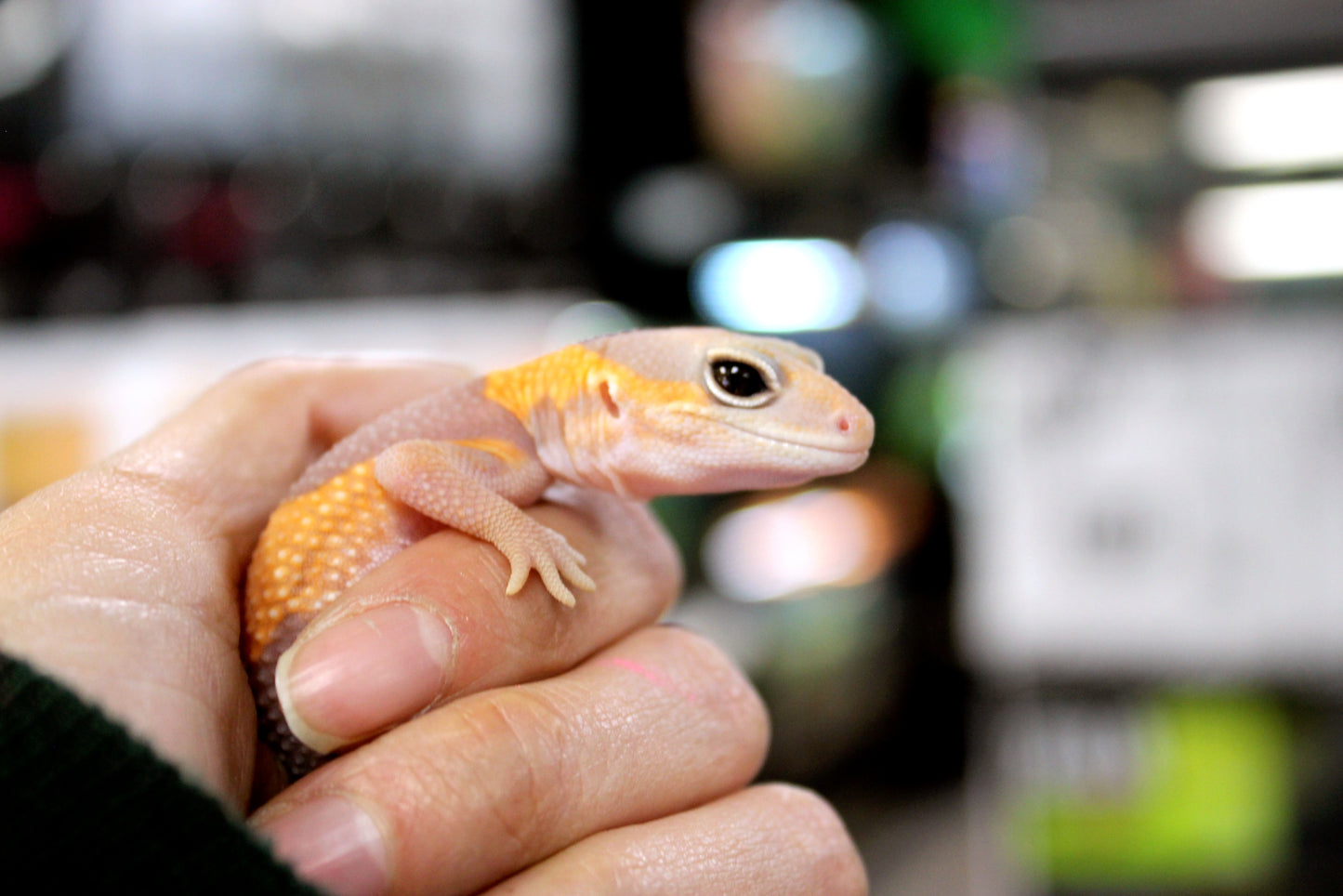 Amel Fat Tail Gecko