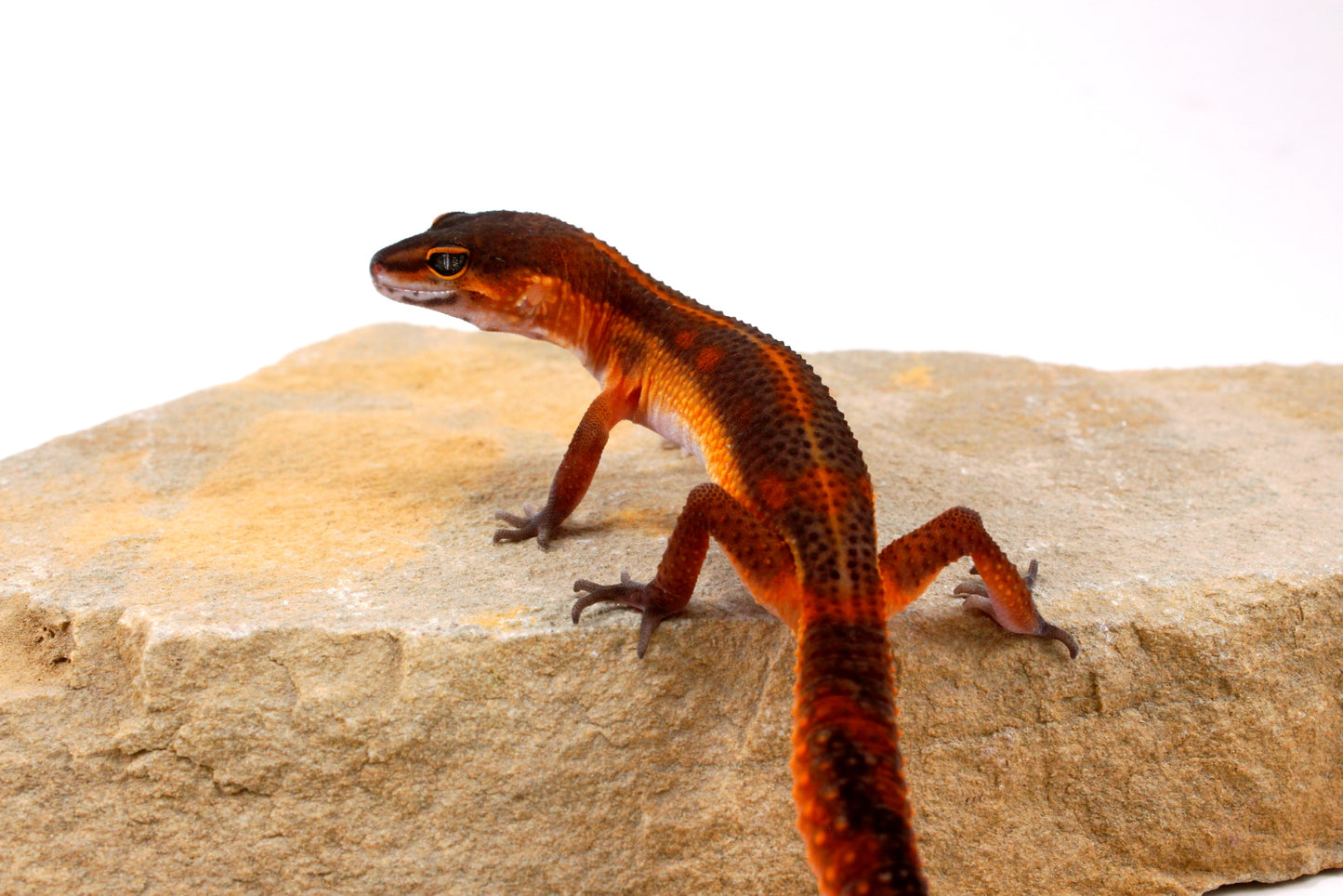 Black Night Mandarin h. Tremper Leopard Gecko