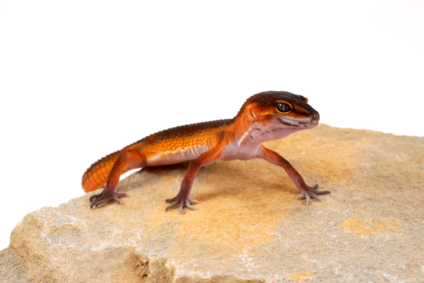 Black Night Mandarin h. Tremper Leopard Gecko
