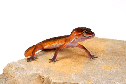 Black Night Mandarin h. Tremper Leopard Gecko