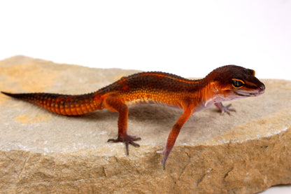 Black Night Mandarin h. Tremper Leopard Gecko