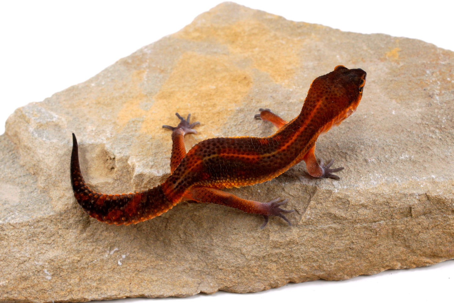 Black Night Mandarin h. Tremper Leopard Gecko