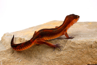 Black Night Mandarin h. Tremper Leopard Gecko