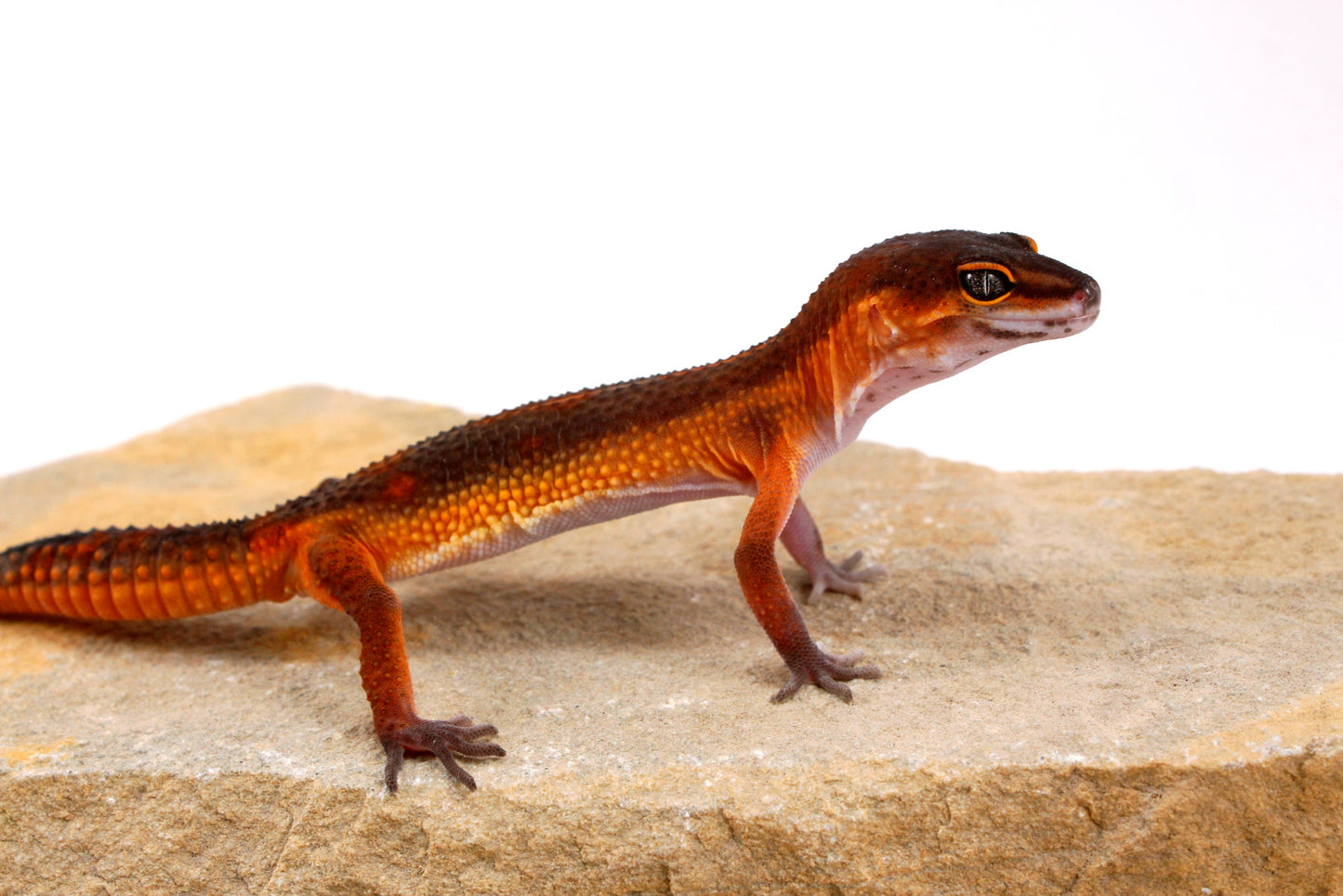 Black Night Mandarin h. Tremper Leopard Gecko