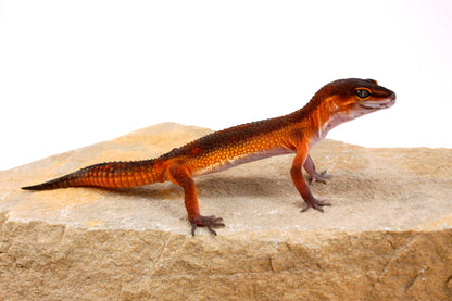 Black Night Mandarin h. Tremper Leopard Gecko
