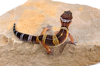 Dark Melanistic Leopard Gecko