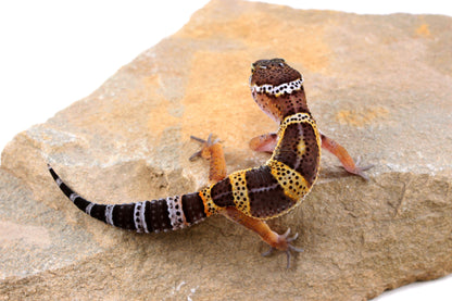 Dark Melanistic Leopard Gecko