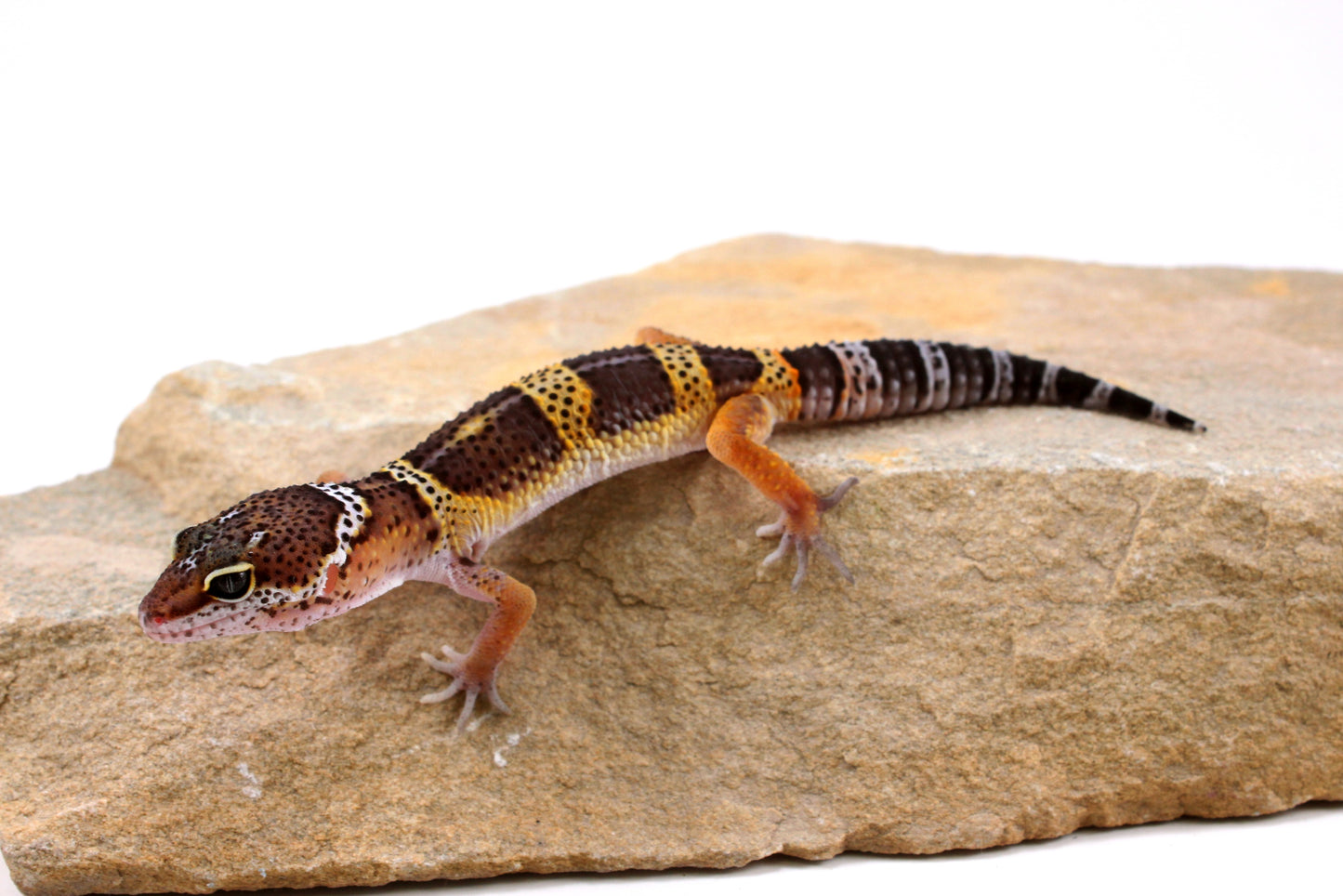 Dark Melanistic Leopard Gecko