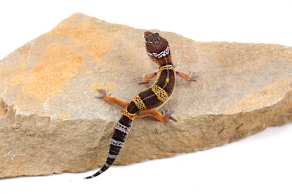Dark Melanistic Leopard Gecko