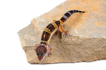 Dark Melanistic Leopard Gecko