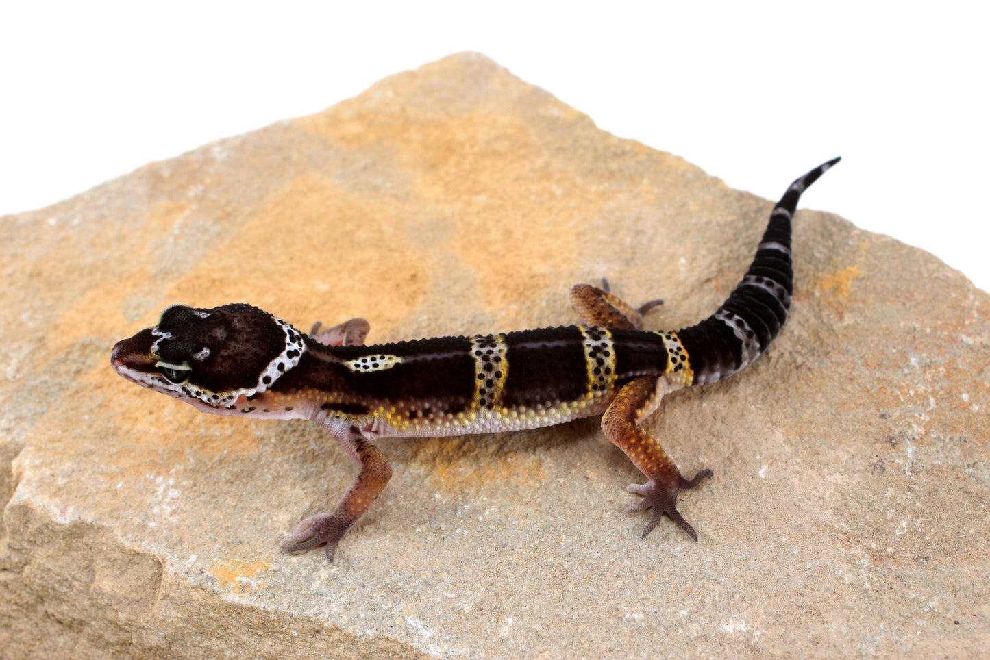 Dark Melanistic Leopard Gecko