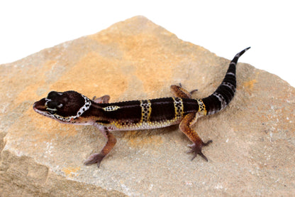 Dark Melanistic Leopard Gecko