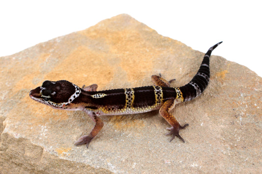 Dark Melanistic Leopard Gecko