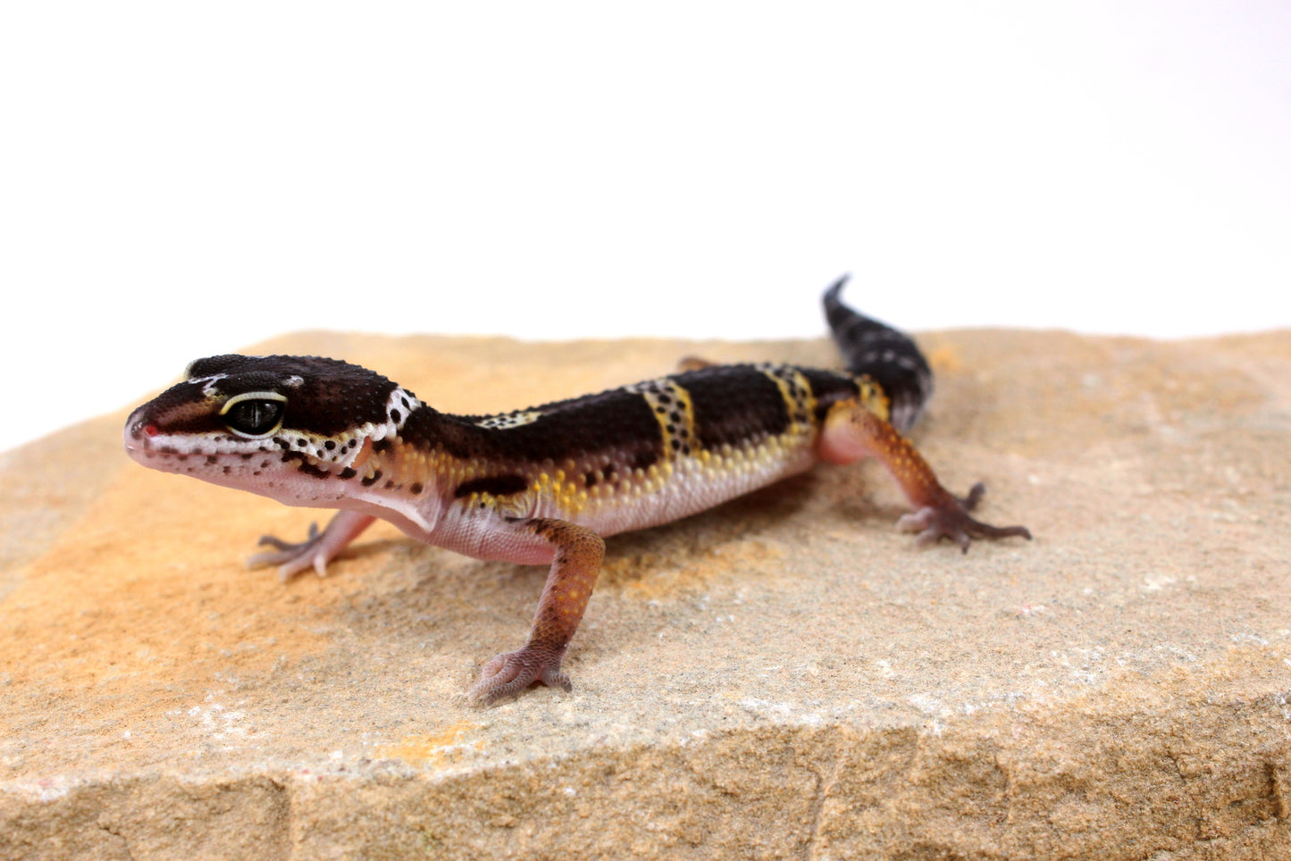 Dark Melanistic Leopard Gecko