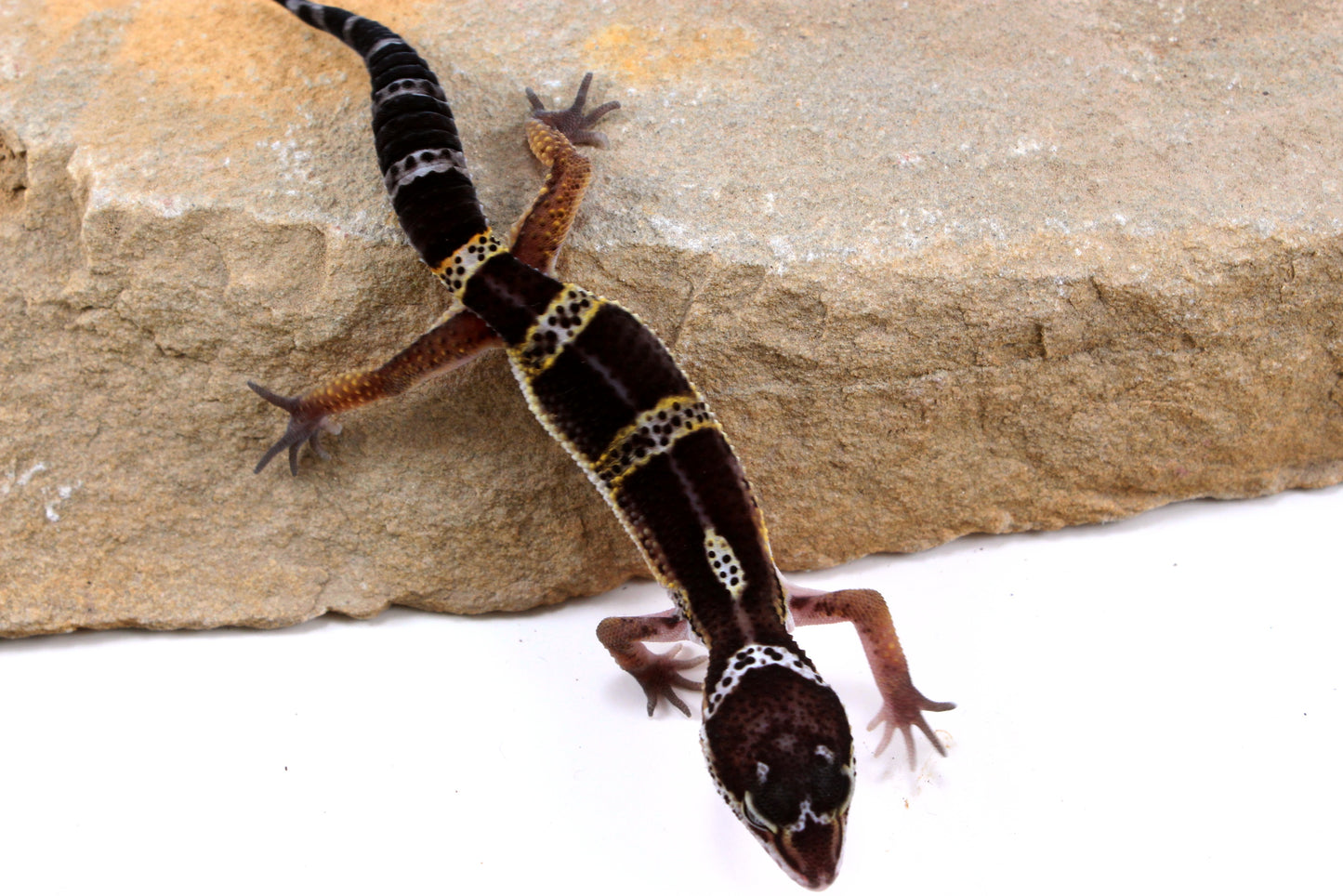 Dark Melanistic Leopard Gecko
