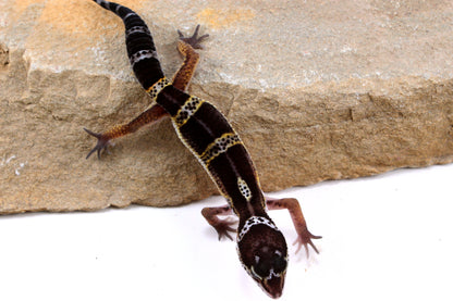 Dark Melanistic Leopard Gecko