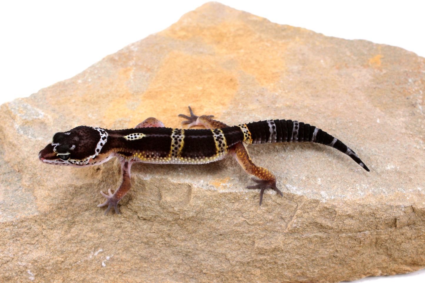 Dark Melanistic Leopard Gecko