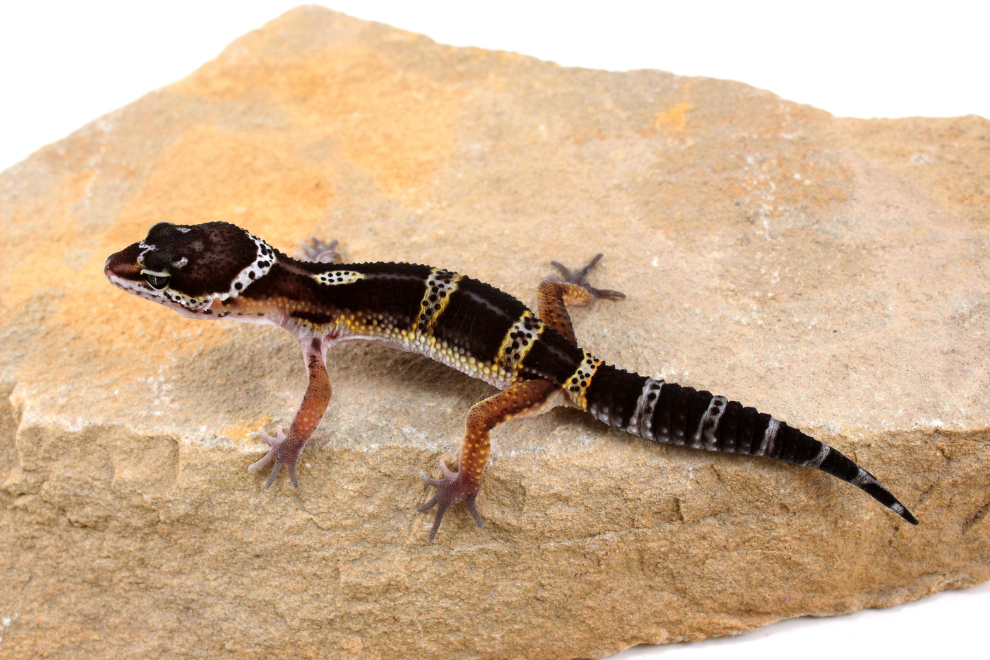 Dark Melanistic Leopard Gecko