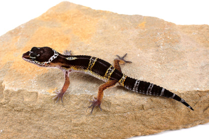 Dark Melanistic Leopard Gecko