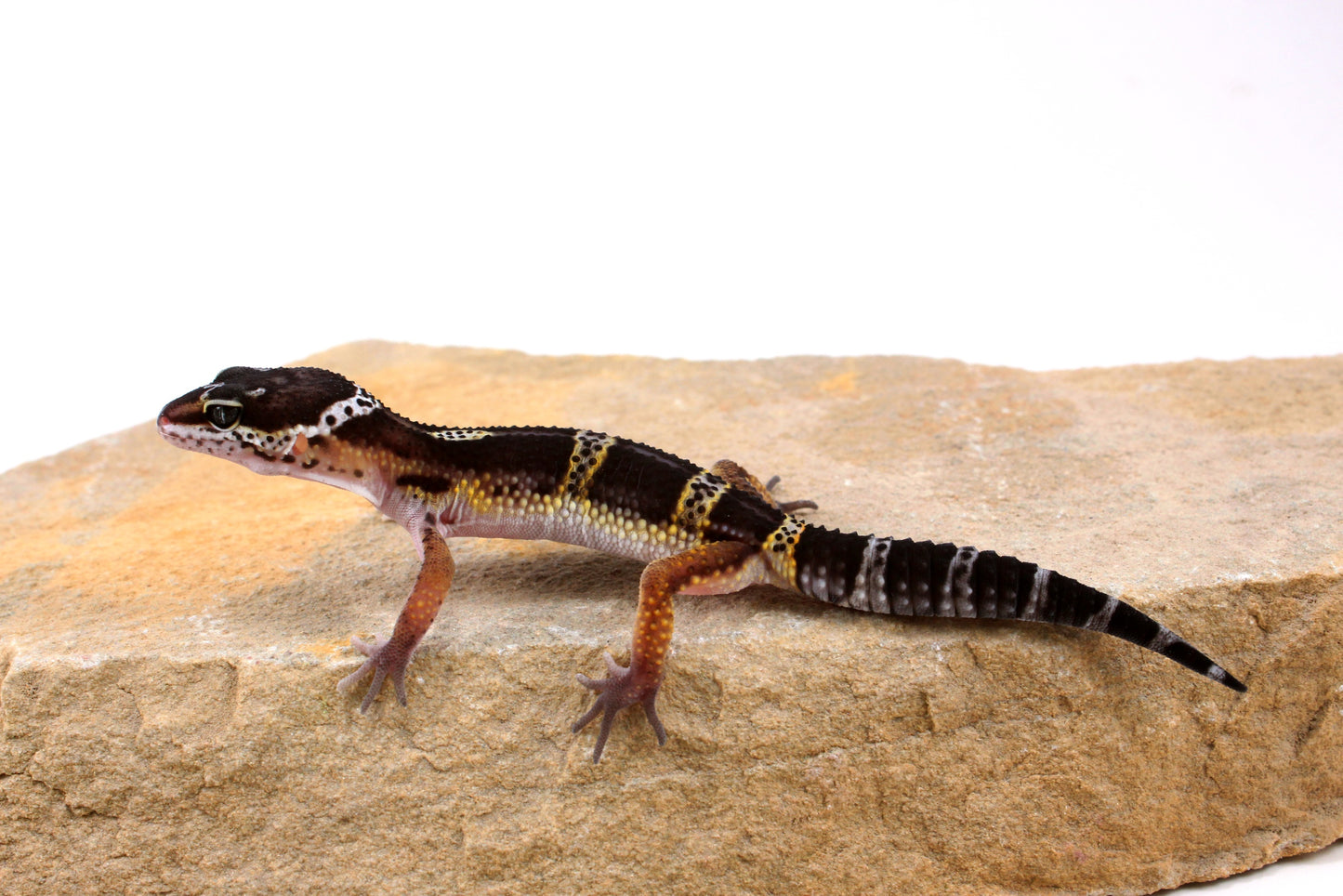 Dark Melanistic Leopard Gecko