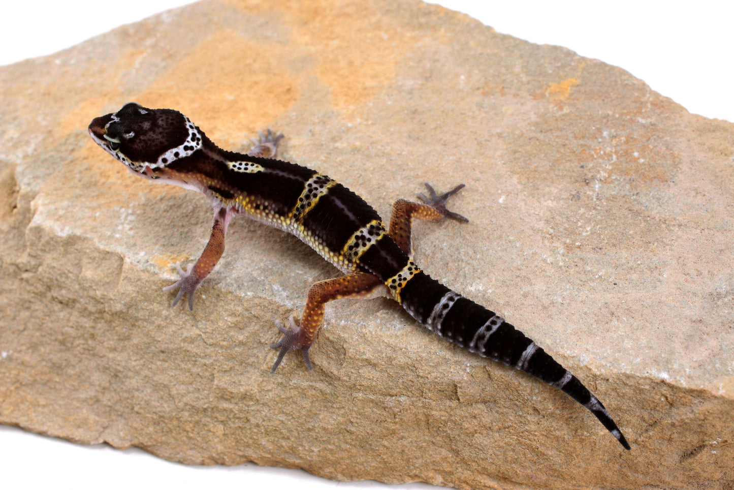 Dark Melanistic Leopard Gecko