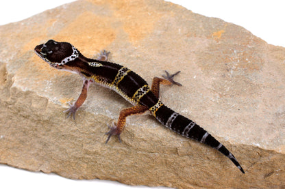 Dark Melanistic Leopard Gecko