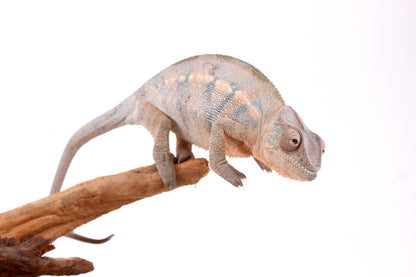 Nosy Be Panther Chameleon