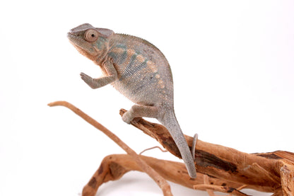 Nosy Be Panther Chameleon