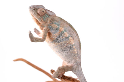Nosy Be Panther Chameleon