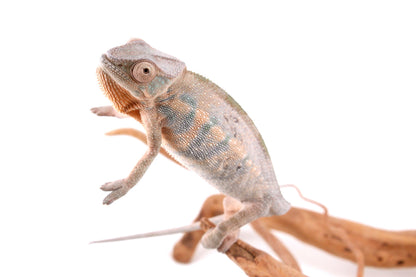 Nosy Be Panther Chameleon