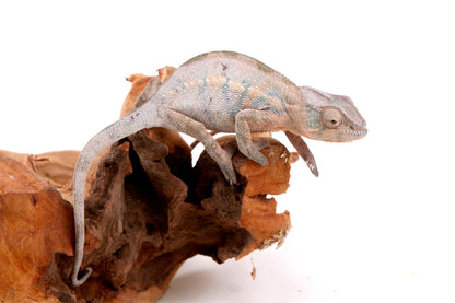 Nosy Be Panther Chameleon