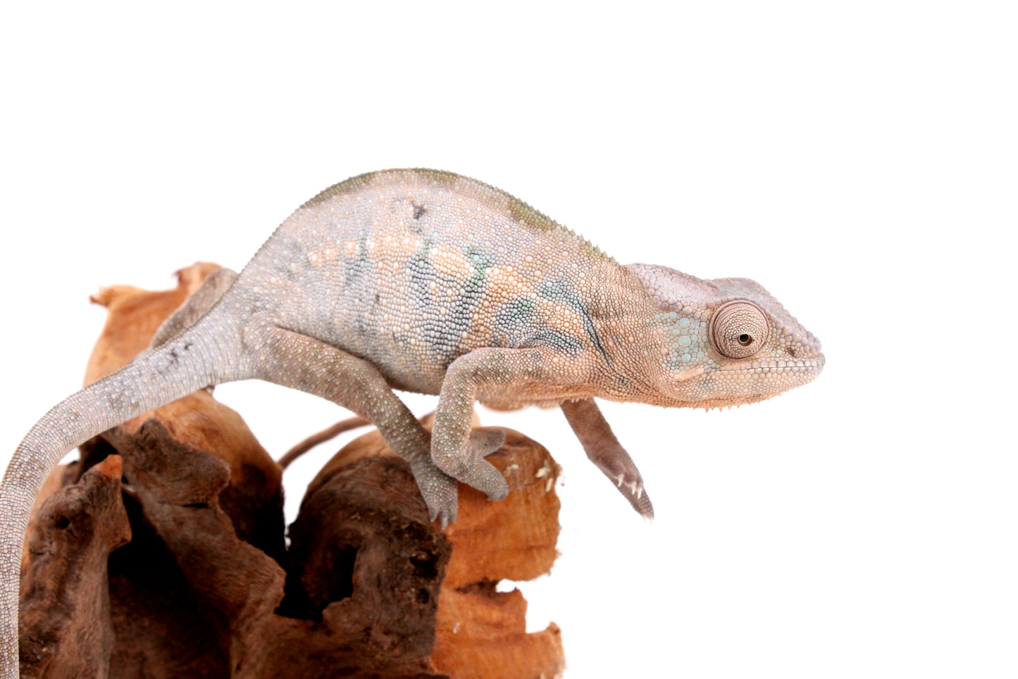 Nosy Be Panther Chameleon
