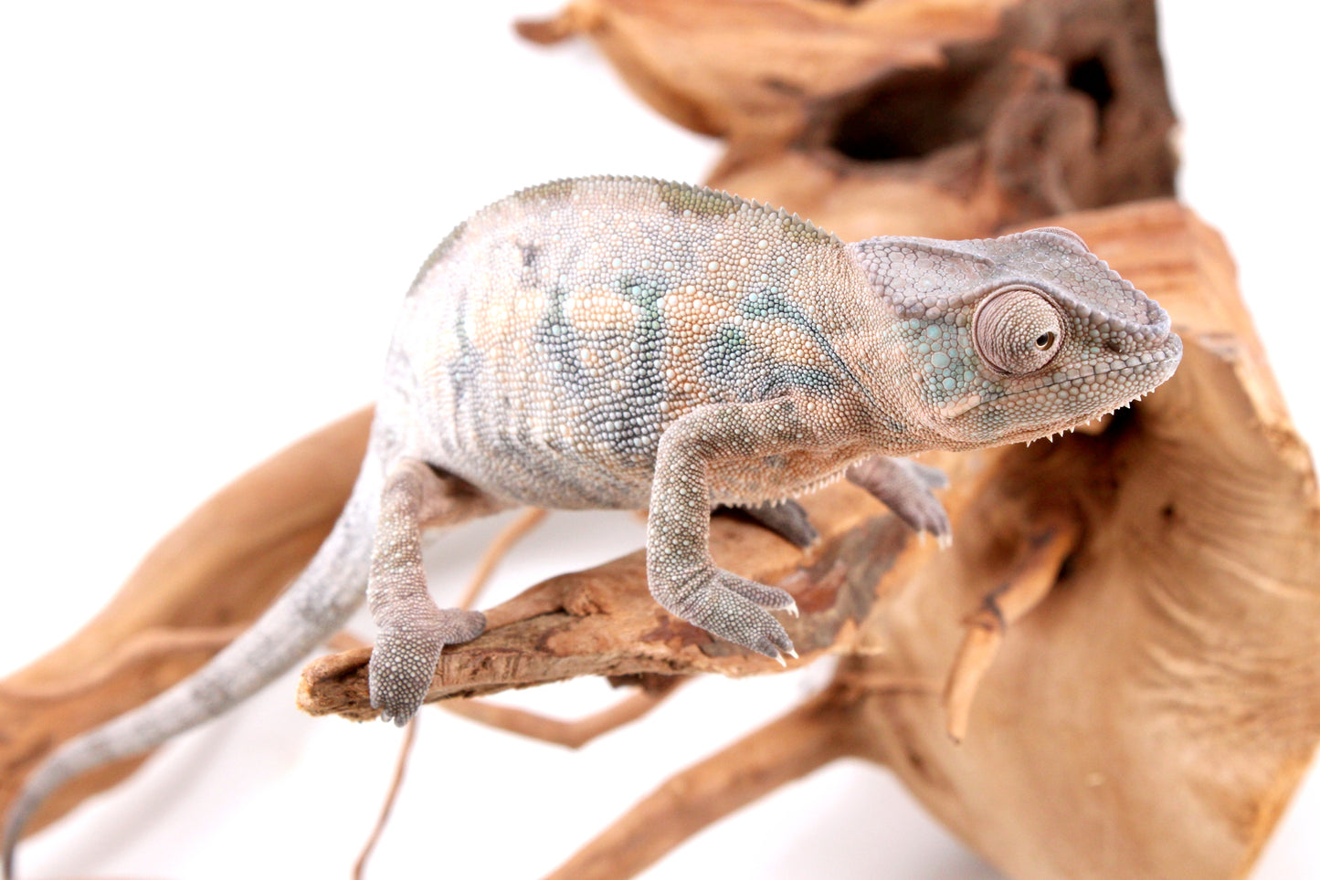 Nosy Be Panther Chameleon