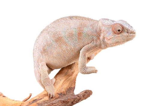 Nosy Be Panther Chameleon