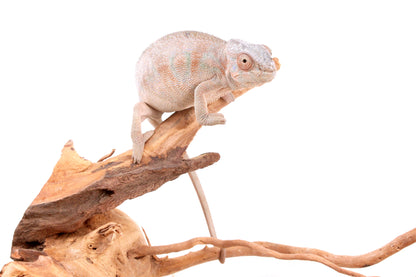 Nosy Be Panther Chameleon