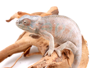 Nosy Be Panther Chameleon