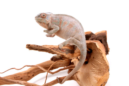 Nosy Be Panther Chameleon