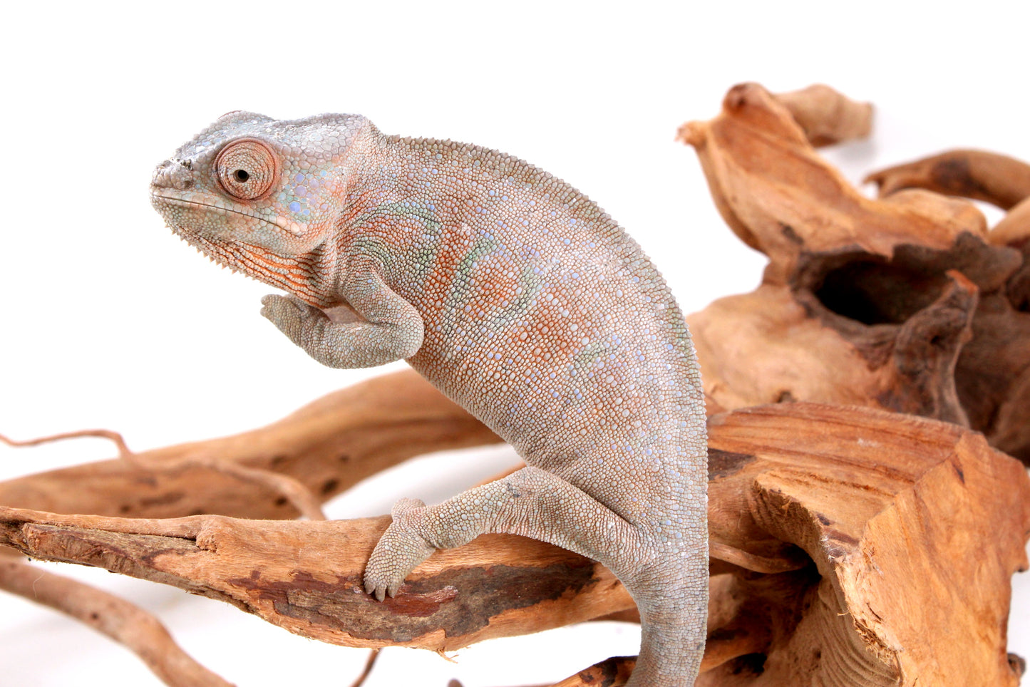 Nosy Be Panther Chameleon