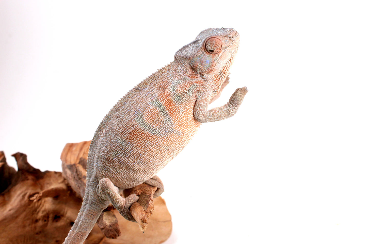 Nosy Be Panther Chameleon